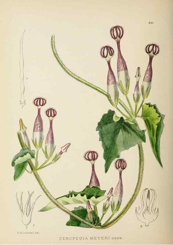 Reproducción/Reproduction 49753156193: The Flowering plants of Africa.. Pretoria [etc.]Botanical Research Institute, Dept. of Agricultural Technical Services, Republic of South Africa.. 