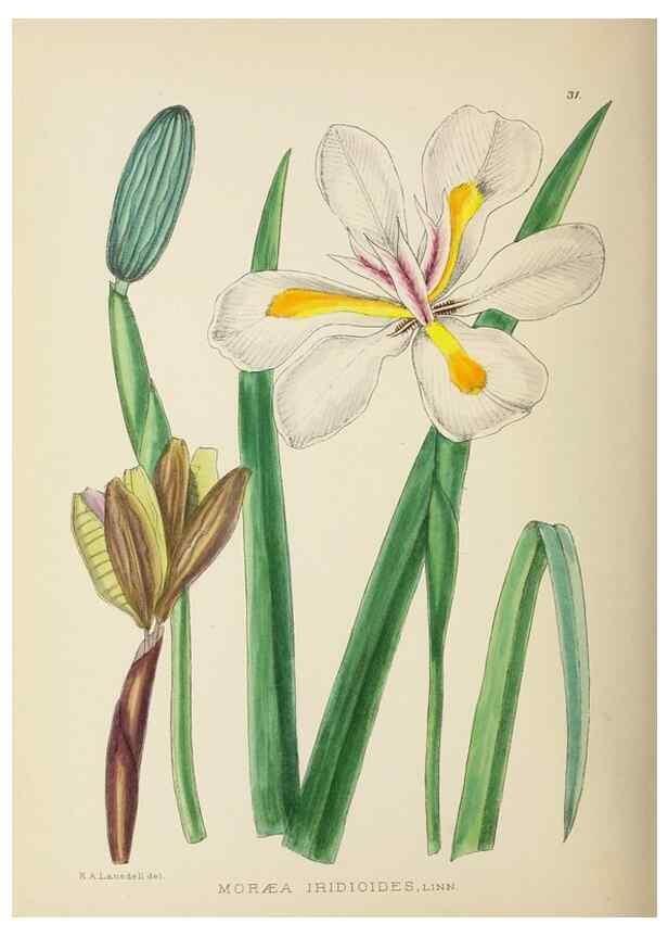 Reproducción/Reproduction 49753156433: The Flowering plants of Africa.. Pretoria [etc.]Botanical Research Institute, Dept. of Agricultural Technical Services, Republic of South Africa.. 