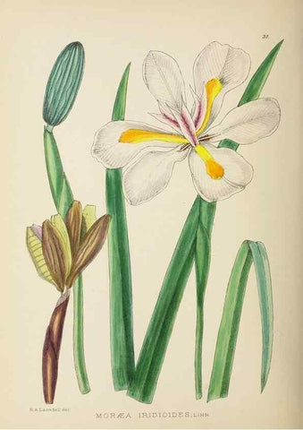 Reproducción/Reproduction 49753156433: The Flowering plants of Africa.. Pretoria [etc.]Botanical Research Institute, Dept. of Agricultural Technical Services, Republic of South Africa.. 