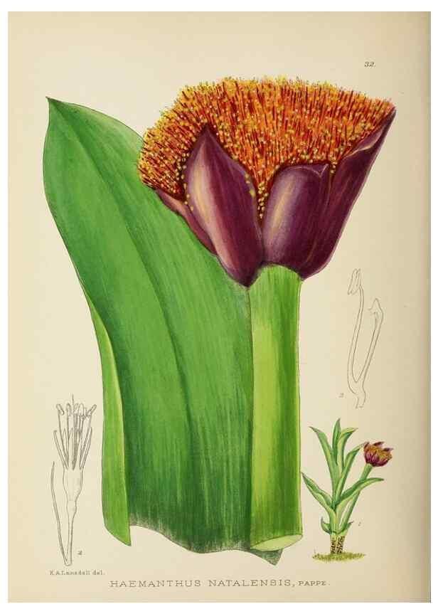 Reproducción/Reproduction 49753156708: The Flowering plants of Africa.. Pretoria [etc.]Botanical Research Institute, Dept. of Agricultural Technical Services, Republic of South Africa.. 