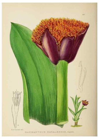Reproducción/Reproduction 49753156708: The Flowering plants of Africa.. Pretoria [etc.]Botanical Research Institute, Dept. of Agricultural Technical Services, Republic of South Africa.. 