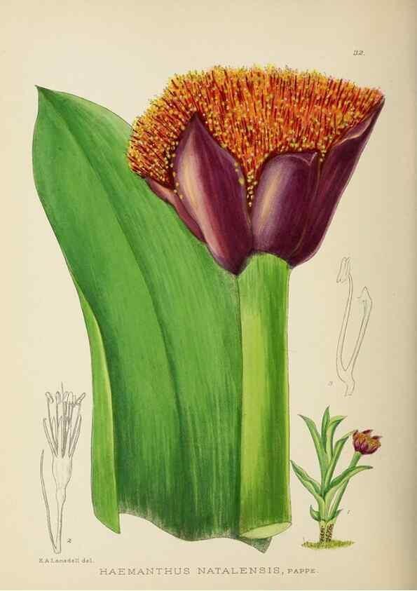 Reproducción/Reproduction 49753156708: The Flowering plants of Africa.. Pretoria [etc.]Botanical Research Institute, Dept. of Agricultural Technical Services, Republic of South Africa.. 