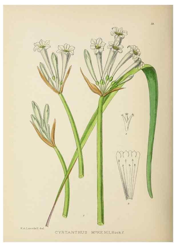 Reproducción/Reproduction 49754028887: The Flowering plants of Africa.. Pretoria [etc.]Botanical Research Institute, Dept. of Agricultural Technical Services, Republic of South Africa.. 