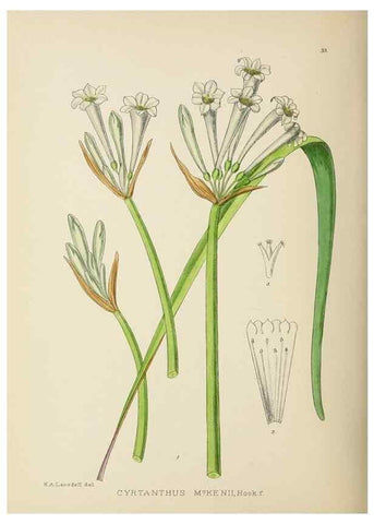 Reproducción/Reproduction 49754028887: The Flowering plants of Africa.. Pretoria [etc.]Botanical Research Institute, Dept. of Agricultural Technical Services, Republic of South Africa.. 