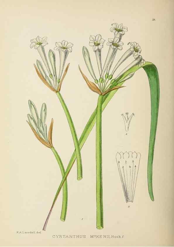 Reproducción/Reproduction 49754028887: The Flowering plants of Africa.. Pretoria [etc.]Botanical Research Institute, Dept. of Agricultural Technical Services, Republic of South Africa.. 