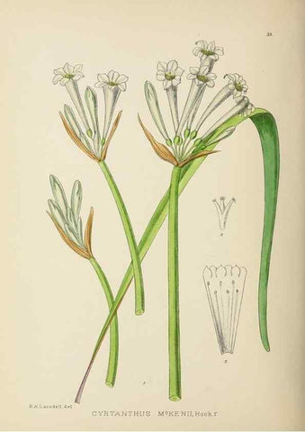 Reproducción/Reproduction 49754028887: The Flowering plants of Africa.. Pretoria [etc.]Botanical Research Institute, Dept. of Agricultural Technical Services, Republic of South Africa.. 