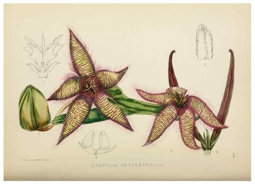 Reproducción/Reproduction 49753689286: The Flowering plants of Africa.. Pretoria [etc.]Botanical Research Institute, Dept. of Agricultural Technical Services, Republic of South Africa.. 