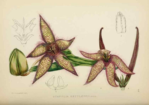 Reproducción/Reproduction 49753689286: The Flowering plants of Africa.. Pretoria [etc.]Botanical Research Institute, Dept. of Agricultural Technical Services, Republic of South Africa.. 