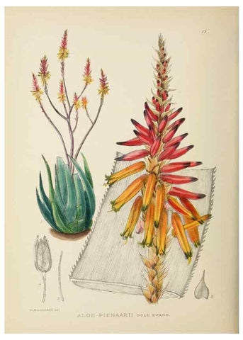 Reproducción/Reproduction 49753687001: The Flowering plants of Africa.. Pretoria [etc.]Botanical Research Institute, Dept. of Agricultural Technical Services, Republic of South Africa.. 