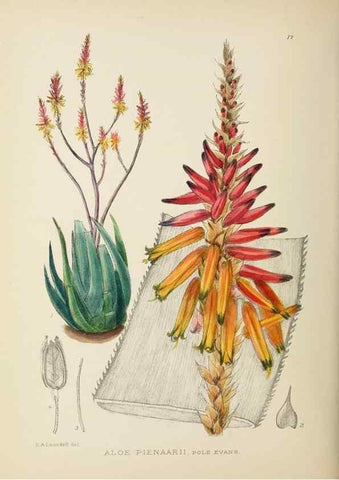 Reproducción/Reproduction 49753687001: The Flowering plants of Africa.. Pretoria [etc.]Botanical Research Institute, Dept. of Agricultural Technical Services, Republic of South Africa.. 