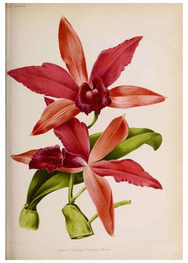 Reproducción/Reproduction 49643113673: Revue horticole.. Paris :Librairie agricole de la maison rustique,1829-1974.. 