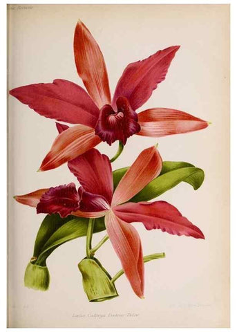 Reproducción/Reproduction 49643113673: Revue horticole.. Paris :Librairie agricole de la maison rustique,1829-1974.. 