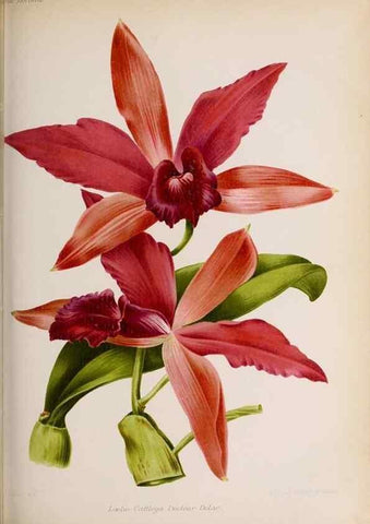 Reproducción/Reproduction 49643113673: Revue horticole.. Paris :Librairie agricole de la maison rustique,1829-1974.. 