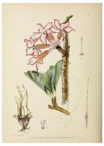 Reproducción/Reproduction 49753152518: The Flowering plants of Africa.. Pretoria [etc.]Botanical Research Institute, Dept. of Agricultural Technical Services, Republic of South Africa.. 