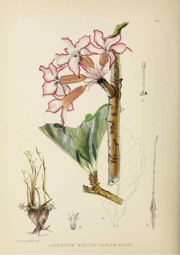 Reproducción/Reproduction 49753152518: The Flowering plants of Africa.. Pretoria [etc.]Botanical Research Institute, Dept. of Agricultural Technical Services, Republic of South Africa.. 