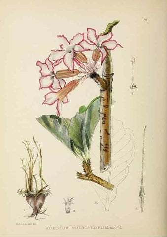 Reproducción/Reproduction 49753152518: The Flowering plants of Africa.. Pretoria [etc.]Botanical Research Institute, Dept. of Agricultural Technical Services, Republic of South Africa.. 