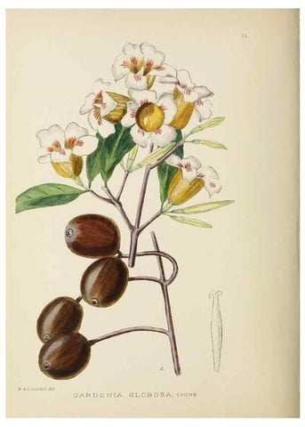 Reproducción/Reproduction 49753686071: The Flowering plants of Africa.. Pretoria [etc.]Botanical Research Institute, Dept. of Agricultural Technical Services, Republic of South Africa.. 