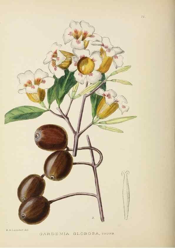 Reproducción/Reproduction 49753686071: The Flowering plants of Africa.. Pretoria [etc.]Botanical Research Institute, Dept. of Agricultural Technical Services, Republic of South Africa.. 