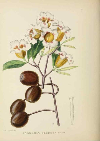 Reproducción/Reproduction 49753686071: The Flowering plants of Africa.. Pretoria [etc.]Botanical Research Institute, Dept. of Agricultural Technical Services, Republic of South Africa.. 