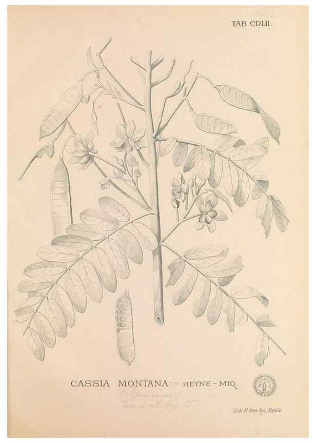 Reproducción/Reproduction 49747231136: Flora de Filipinas,. Manila,Estab. tip. de Plana y ca.,1877-83.. 