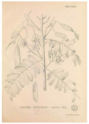 Reproducción/Reproduction 49747231136: Flora de Filipinas,. Manila,Estab. tip. de Plana y ca.,1877-83.. 