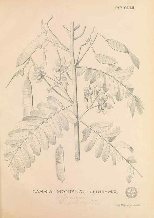 Reproducción/Reproduction 49747231136: Flora de Filipinas,. Manila,Estab. tip. de Plana y ca.,1877-83.. 
