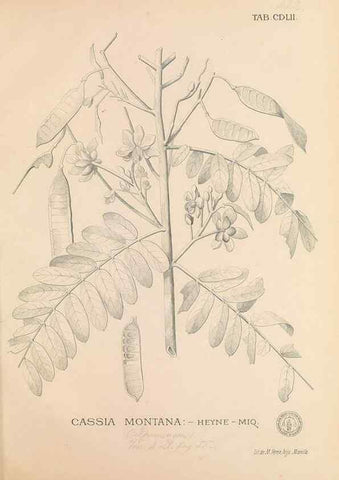 Reproducción/Reproduction 49747231136: Flora de Filipinas,. Manila,Estab. tip. de Plana y ca.,1877-83.. 