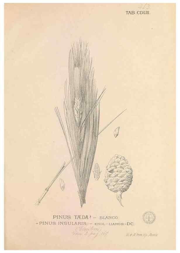 Reproducción/Reproduction 49747231391: Flora de Filipinas,. Manila,Estab. tip. de Plana y ca.,1877-83.. 
