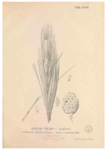 Reproducción/Reproduction 49747231391: Flora de Filipinas,. Manila,Estab. tip. de Plana y ca.,1877-83.. 