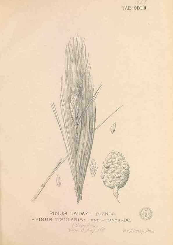 Reproducción/Reproduction 49747231391: Flora de Filipinas,. Manila,Estab. tip. de Plana y ca.,1877-83.. 