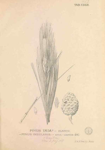 Reproducción/Reproduction 49747231391: Flora de Filipinas,. Manila,Estab. tip. de Plana y ca.,1877-83.. 