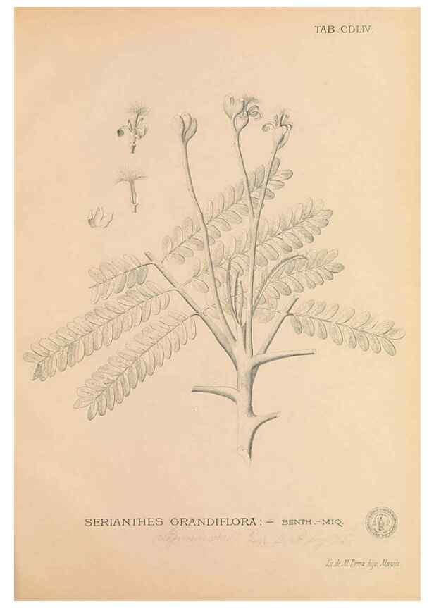 Reproducción/Reproduction 49747558577: Flora de Filipinas,. Manila,Estab. tip. de Plana y ca.,1877-83.. 