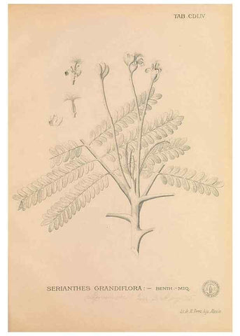 Reproducción/Reproduction 49747558577: Flora de Filipinas,. Manila,Estab. tip. de Plana y ca.,1877-83.. 
