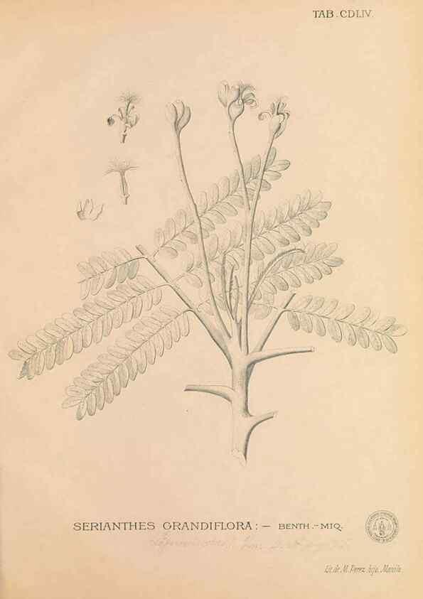 Reproducción/Reproduction 49747558577: Flora de Filipinas,. Manila,Estab. tip. de Plana y ca.,1877-83.. 
