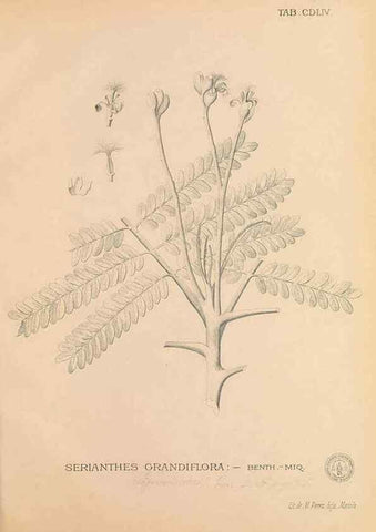 Reproducción/Reproduction 49747558577: Flora de Filipinas,. Manila,Estab. tip. de Plana y ca.,1877-83.. 