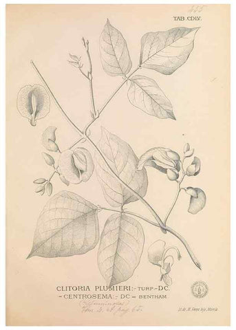 Reproducción/Reproduction 49747558822: Flora de Filipinas,. Manila,Estab. tip. de Plana y ca.,1877-83.. 