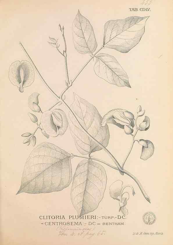 Reproducción/Reproduction 49747558822: Flora de Filipinas,. Manila,Estab. tip. de Plana y ca.,1877-83.. 