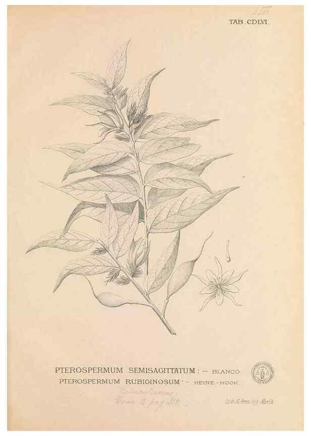 Reproducción/Reproduction 49747231961: Flora de Filipinas,. Manila,Estab. tip. de Plana y ca.,1877-83.. 