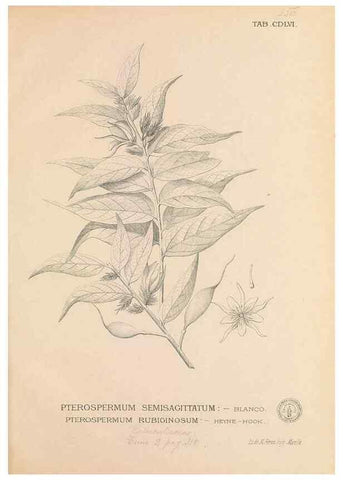 Reproducción/Reproduction 49747231961: Flora de Filipinas,. Manila,Estab. tip. de Plana y ca.,1877-83.. 