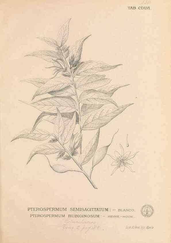 Reproducción/Reproduction 49747231961: Flora de Filipinas,. Manila,Estab. tip. de Plana y ca.,1877-83.. 