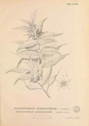 Reproducción/Reproduction 49747231961: Flora de Filipinas,. Manila,Estab. tip. de Plana y ca.,1877-83.. 