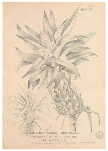 Reproducción/Reproduction 49746690893: Flora de Filipinas,. Manila,Estab. tip. de Plana y ca.,1877-83.. 