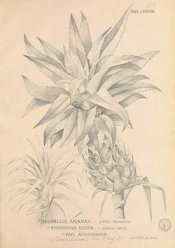 Reproducción/Reproduction 49746690893: Flora de Filipinas,. Manila,Estab. tip. de Plana y ca.,1877-83.. 