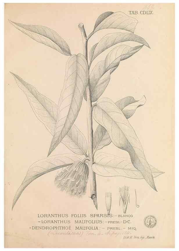 Reproducción/Reproduction 49747560152: Flora de Filipinas,. Manila,Estab. tip. de Plana y ca.,1877-83.. 