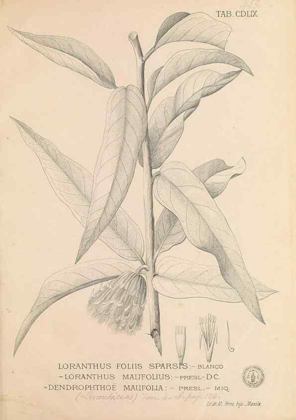 Reproducción/Reproduction 49747560152: Flora de Filipinas,. Manila,Estab. tip. de Plana y ca.,1877-83.. 