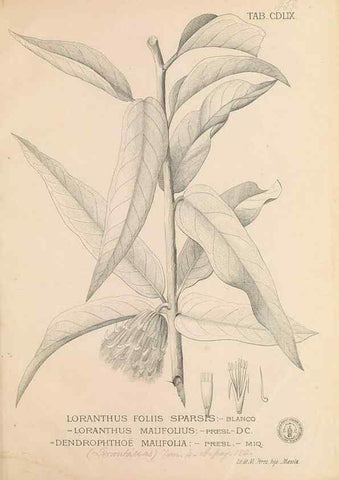 Reproducción/Reproduction 49747560152: Flora de Filipinas,. Manila,Estab. tip. de Plana y ca.,1877-83.. 