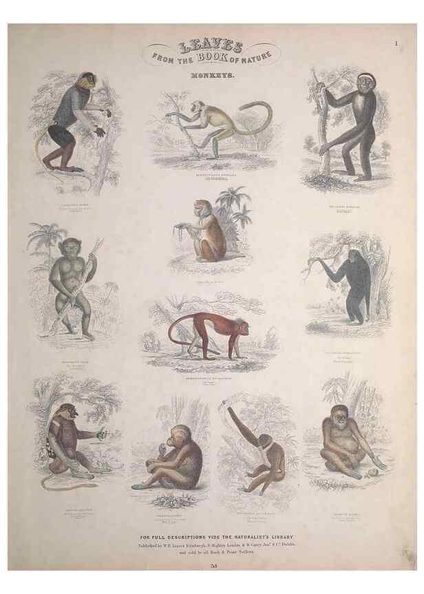 Reproducción/Reproduction 49748835608: Leaves from the book of nature,. Edinburgh :W.H. Lizars;[184-?]. 