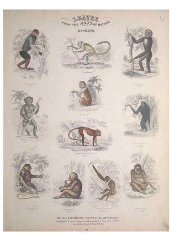 Reproducción/Reproduction 49748835608: Leaves from the book of nature,. Edinburgh :W.H. Lizars;[184-?]. 