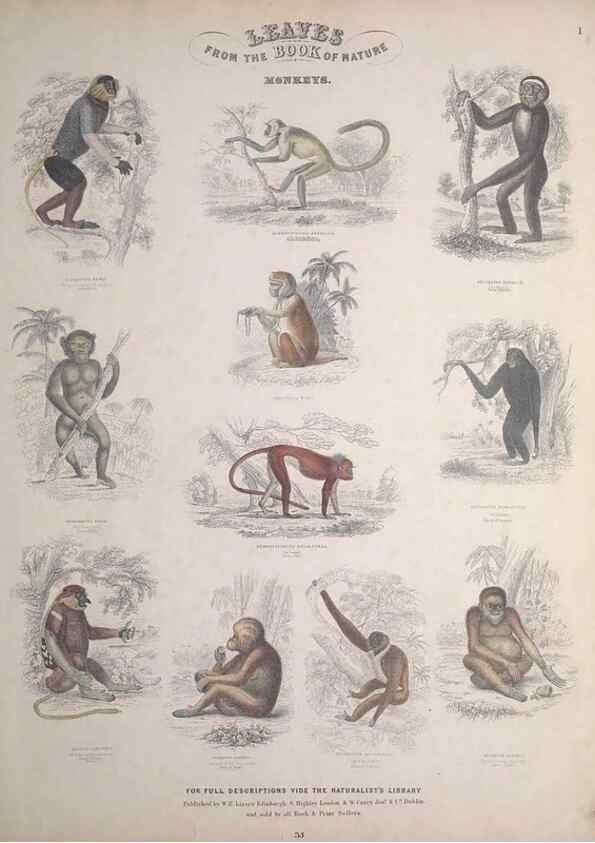 Reproducción/Reproduction 49748835608: Leaves from the book of nature,. Edinburgh :W.H. Lizars;[184-?]. 