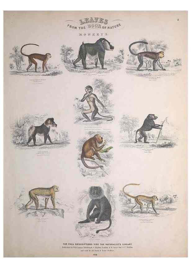 Reproducción/Reproduction 49749378446: Leaves from the book of nature,. Edinburgh :W.H. Lizars;[184-?]. 